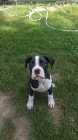 Boxer Puppy - Photo 1 of 3
