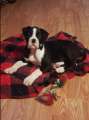 Boxer Puppy - Photo 2 of 3