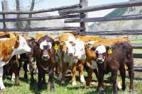 All Breed Calves Available For Sale 