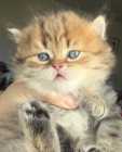 British Shorthair kittens 