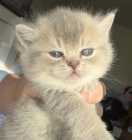 British Shorthair kittens  - Photo 1 of 3