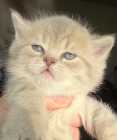 British Shorthair kittens  - Photo 2 of 3