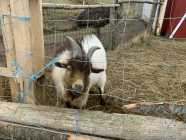 Buck Pigmy Goat 