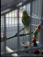 budgie bird and large cage 