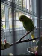 budgie bird and large cage  - Photo 1 of 3