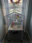 budgie bird and large cage  - Photo 2 of 3