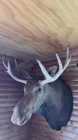 Bull Moose Head