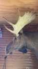 Bull Moose Head - Photo 1 of 3