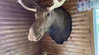 Bull Moose Head - Photo 2 of 3