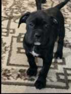 Cain Corso boxer/ Pitbull Boxer puppies