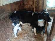 Calf