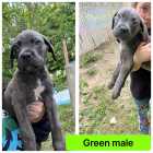 Ready to go Cane corso puppies