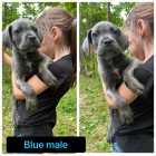 Ready to go Cane corso puppies - Photo 1 of 7