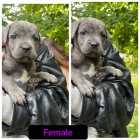 Ready to go Cane corso puppies - Photo 2 of 7