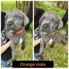 Ready to go Cane corso puppies - Photo 3 of 7