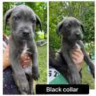 Ready to go Cane corso puppies - Photo 4 of 7