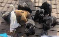 Cane Corso - Italian Mastiff Puppies