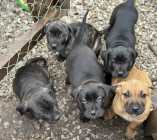 Cane Corso - Italian Mastiff Puppies - Photo 1 of 5