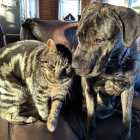 Cane Corso - Italian Mastiff Puppies - Photo 2 of 5