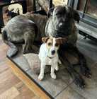 Cane Corso - Italian Mastiff Puppies - Photo 3 of 5