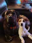 Cane Corso - Italian Mastiff Puppies - Photo 4 of 5