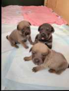 Cane Corso Puppies
