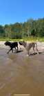 Cane Corso Puppies - Photo 10 of 11