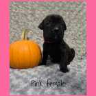 Cane Corso Puppies