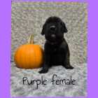 Cane Corso Puppies - Photo 1 of 4