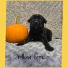Cane Corso Puppies - Photo 2 of 4