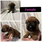 Cane corso puppies - Photo 2 of 8