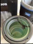 Canon RF 800mm f11 IS STM - Photo 12 of 13