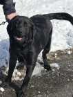 Cape Shore Water Dog