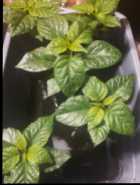 Carolina Reaper Pepper Plants