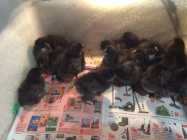 Available 16 black sexlinks chicks ...