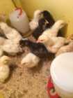 Chicks for sale