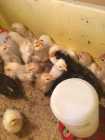 Chicks for sale - Photo 1 of 2