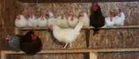 Chicks