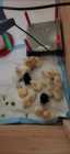 Chicks - Photo 1 of 2