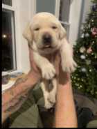 CKC Labrador retriever puppies