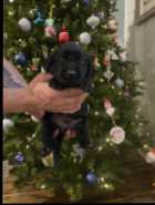 CKC Labrador retriever puppies - Photo 1 of 7