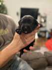 CKC Labrador retriever puppies - Photo 2 of 7