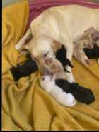 CKC Labrador retriever puppies - Photo 6 of 7