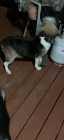 CKC Registered Beagle 
