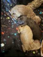 Cockapoo puppies