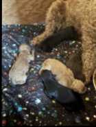 Cockapoo puppies - Photo 1 of 2