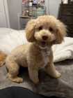 Cockapoo puppies