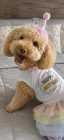 Cockapoo puppies - Photo 1 of 2