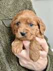 Cockapoo puppies