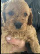 Cockapoo puppies - Photo 1 of 6